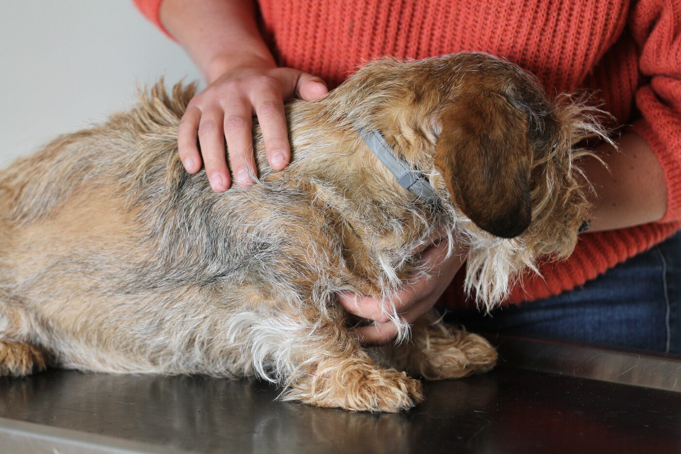 Handen die rustig over de rug van een ruwharige hond gaan