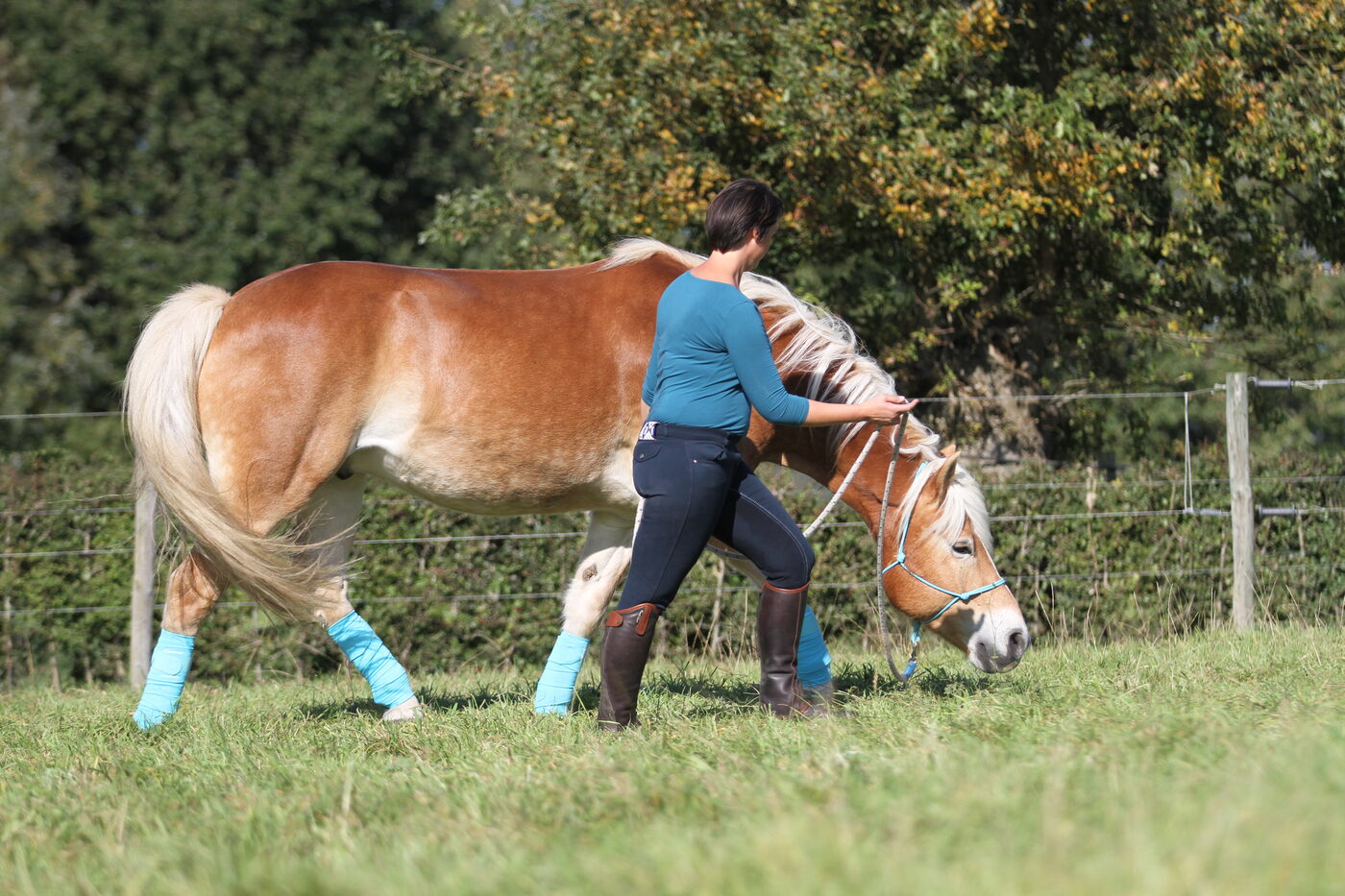 Lieselot Czvek observeert een haflinger in beweging