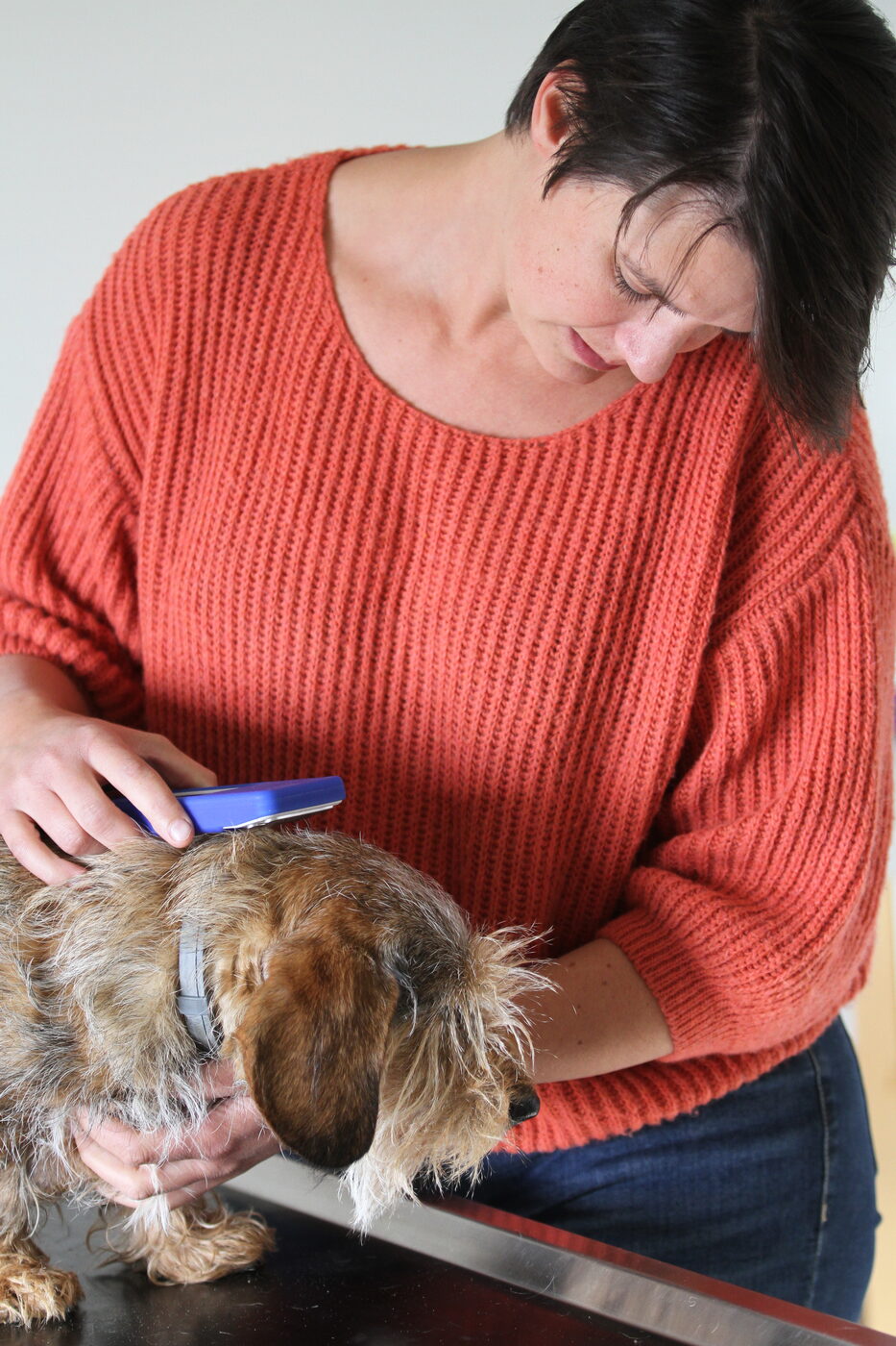 Lieselot Czvek tijdens de verzorging van een ruwharige hond