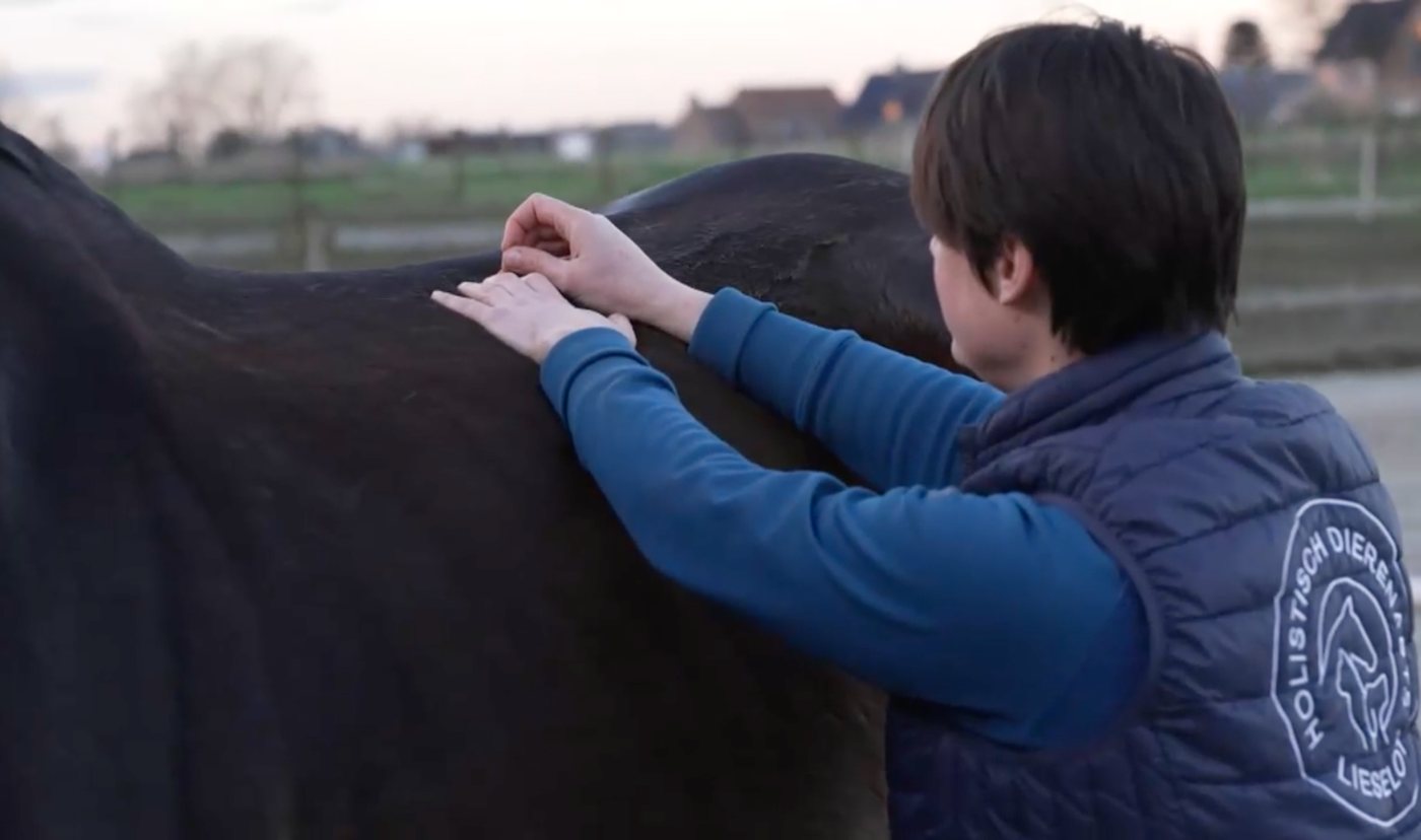Lieselot Czvek voelt met beide handen langs de rug van een paard